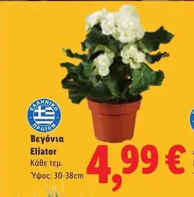 Βεγόνια Eliator