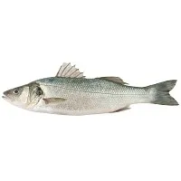 Λαυράκια Υδατοκαλλιέργειας Ελληνικά 0,4-0,6kg 1 kg