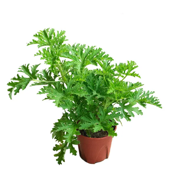 Citronella σε γλαστράκι No33