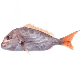 Φαγκρί Pagrus Major Υδατοκαλλιέργειας Ελλάδος 0,6-0,8kg 1 kg