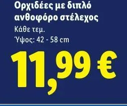 Ορχιδέες με διπλό ανθοφόρο στέλεχος