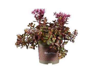 Διάφορα παχύφυτα Sedum 1 τεμ.
