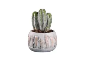Διάφοροι κάκτοι 1 τεμ.