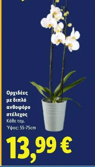 Ορχιδέες με διπλό ανθοφόρο στέλεχος