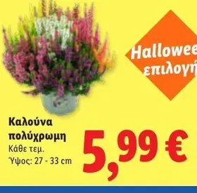 Καλούνα πολύχρωμη