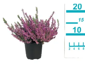 Καλούνα 1 τεμ.