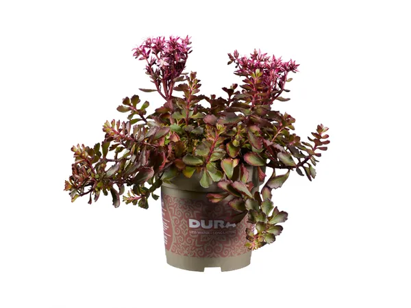 Διάφορα παχύφυτα Sedum