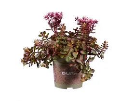 Διάφορα παχύφυτα Sedum