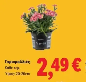 Γαρυφαλλιές