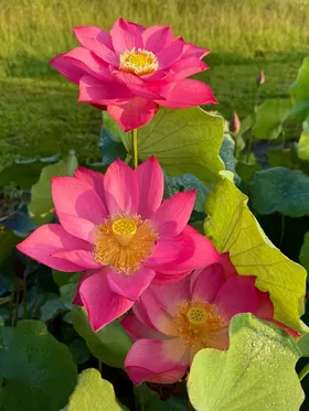 Pink Lotus