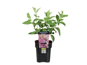 Ορτανσίες Κάθε τεμάχιο