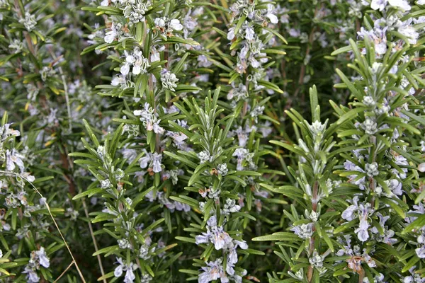 DICTAMUS Δενδρολίβανο 40 g.