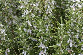 DICTAMUS Δενδρολίβανο 40 GR