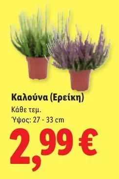 Καλούνα (Ερείκη)