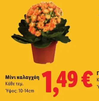Μίνι καλαγχόη