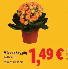 Μίνι καλαγχόη
