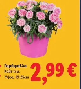 Γαρύφαλλα
