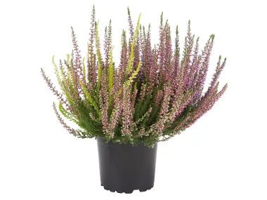 Καλούνα τρίχρωμη 1 τεμ.