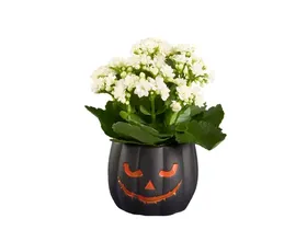 Καλαγχόη Halloween