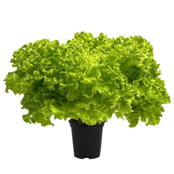 ΣΑΛΑΤΑ λόλα σε γλαστράκι ελληνική