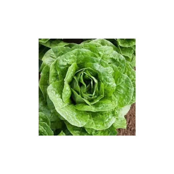 Δροσερή 170γρ • μαρούλι butterhead / μαρούλι romaine / αντίδι σγουρό