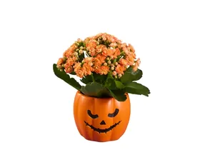 Καλαγχόη Halloween