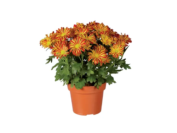Χρυσάνθεμα (27-33cm)
