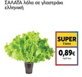 ΣΑΛΑΤΑ λόλα σε γλαστράκι ελληνική