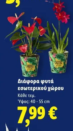 Διάφορα φυτά εσωτερικού χώρου